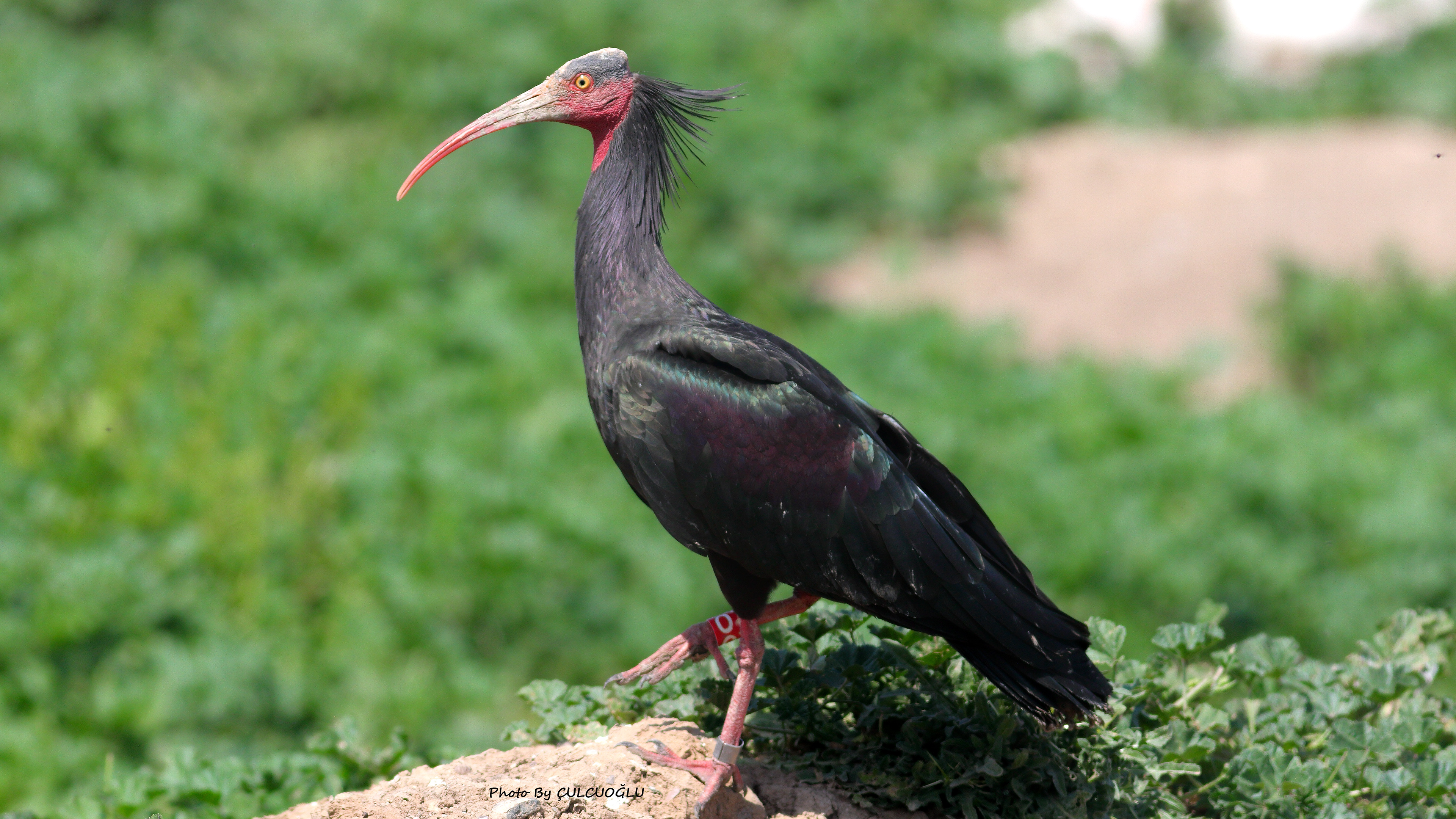 Northern Bald Ibis
